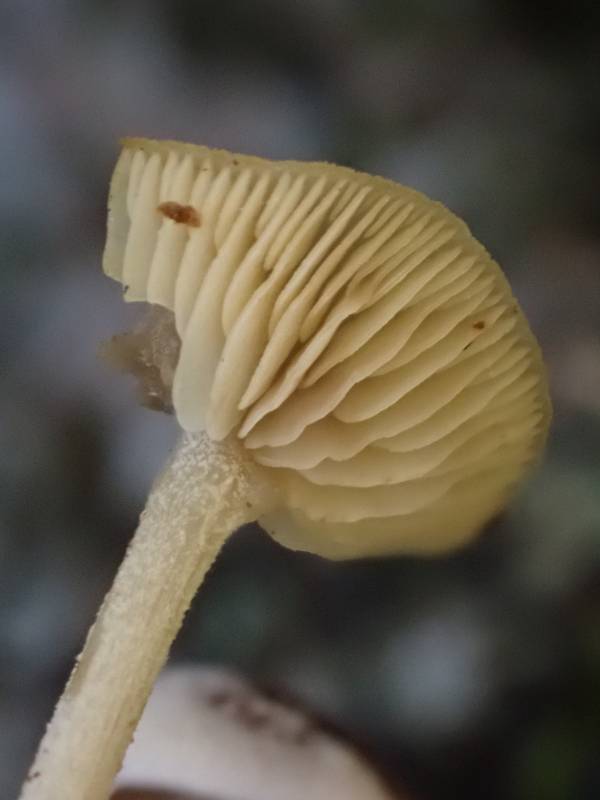Conifer Cone Baeospora (Baeospora myosura)