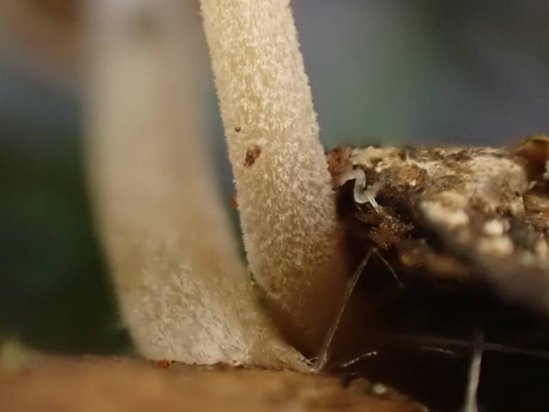Conifer Cone Baeospora (Baeospora myosura) close-up of stem