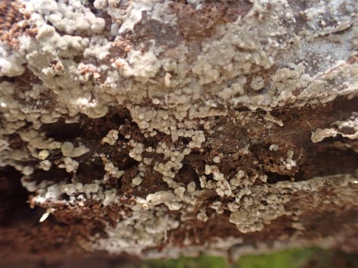 Fluffy Crust (Botryobasidium conspersum)