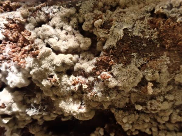 Fluffy Crust (Botryobasidium conspersum)