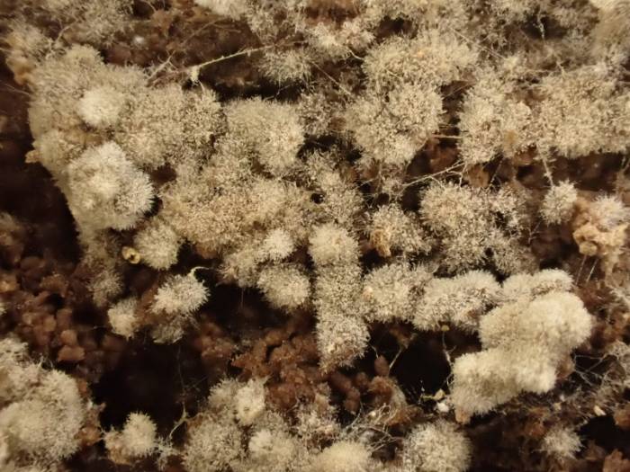 Fluffy Crust (Botryobasidium conspersum)