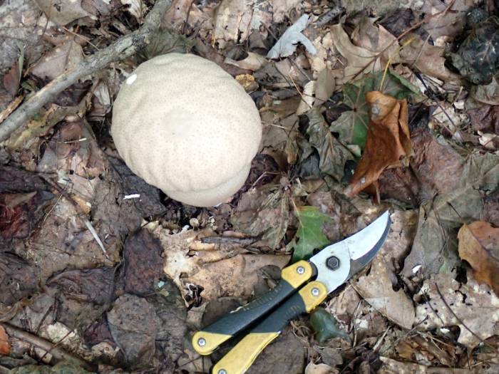 Skull Shaped Puffball (Calvatia craniformis)