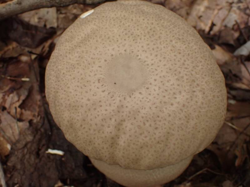 Skull Shaped Puffball (Calvatia craniformis)