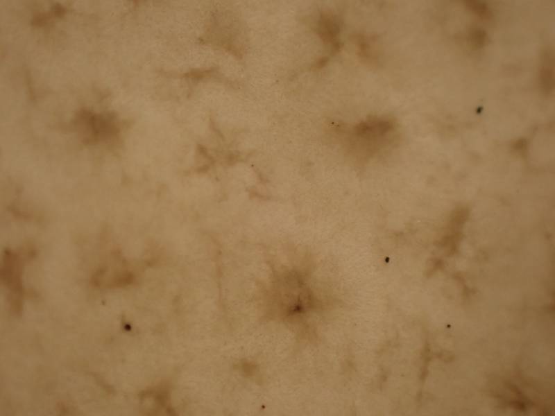 Skull Shaped Puffball (Calvatia craniformis)