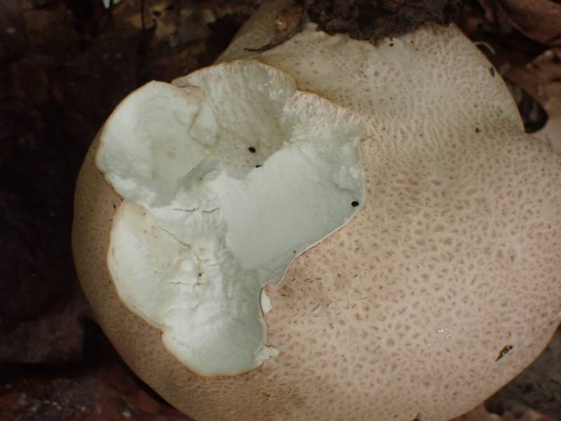 Skull Shaped Puffball (Calvatia craniformis)