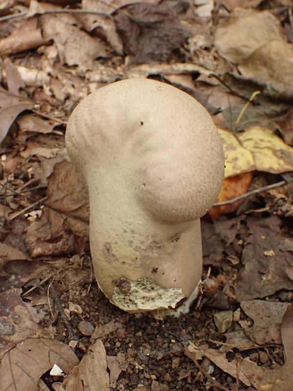 Skull Shaped Puffball (Calvatia craniformis)