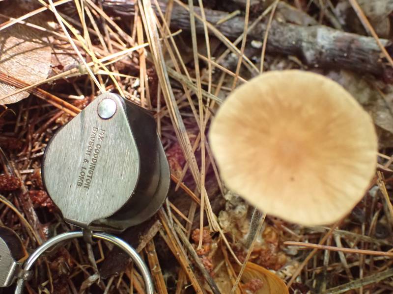 Brown-cap Collybia (Collybiopsis subnuda)