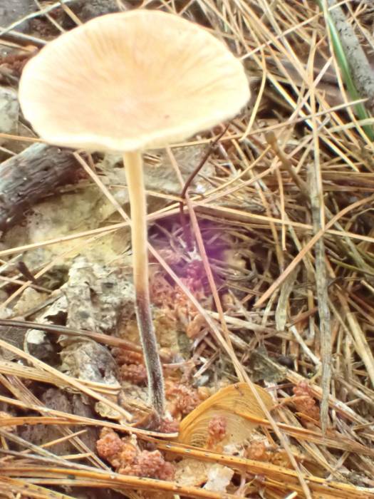 Brown-cap Collybia (Collybiopsis subnuda)