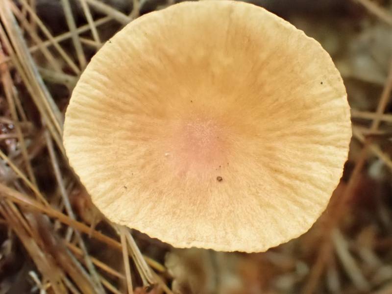 Brown-cap Collybia (Collybiopsis subnuda)