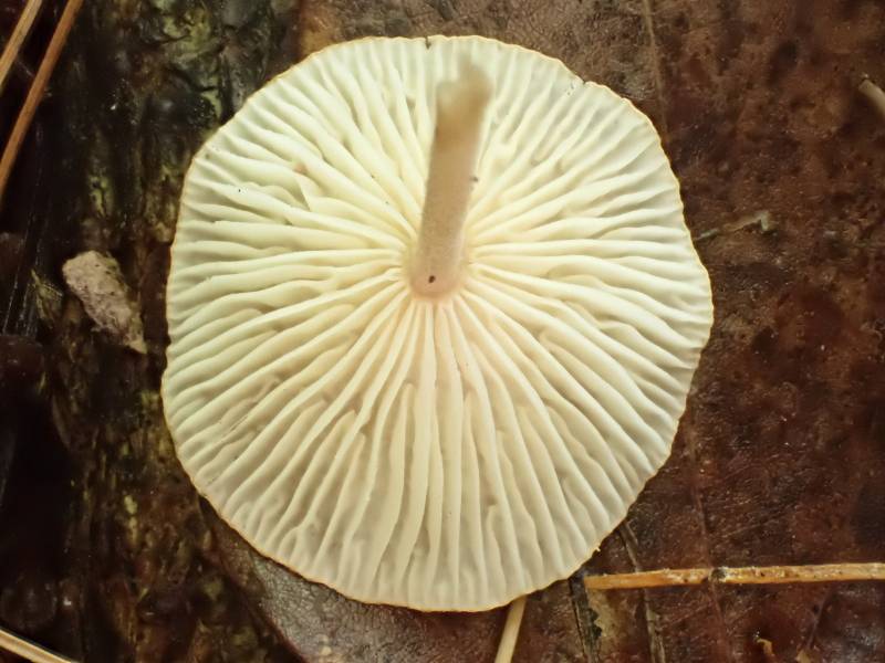 Brown-cap Collybia (Collybiopsis subnuda)