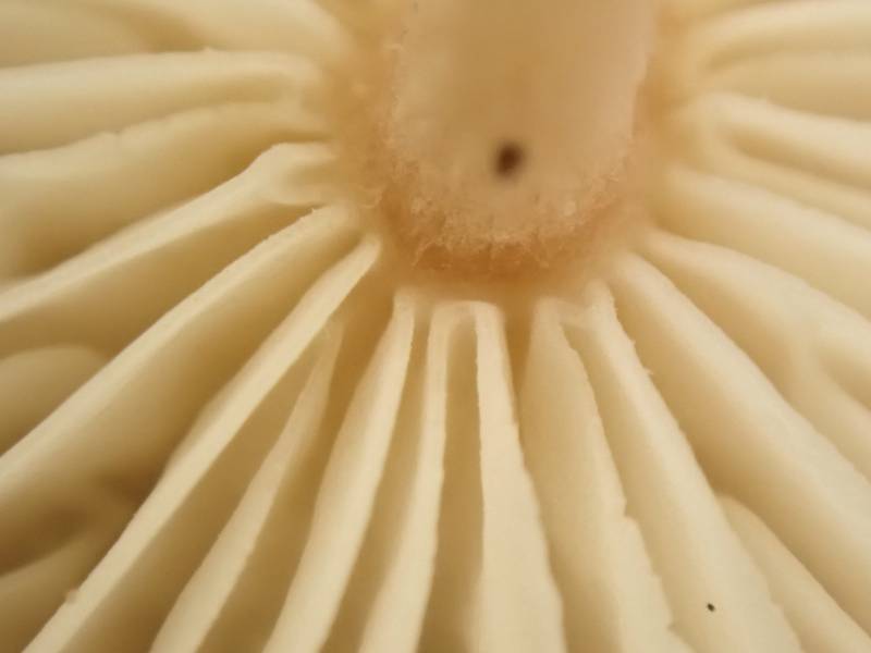 Brown-cap Collybia (Collybiopsis subnuda)