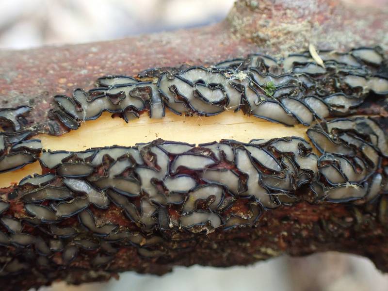 Colpoma (No Common Name)