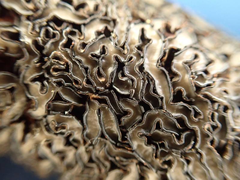 Colpoma (No Common Name)