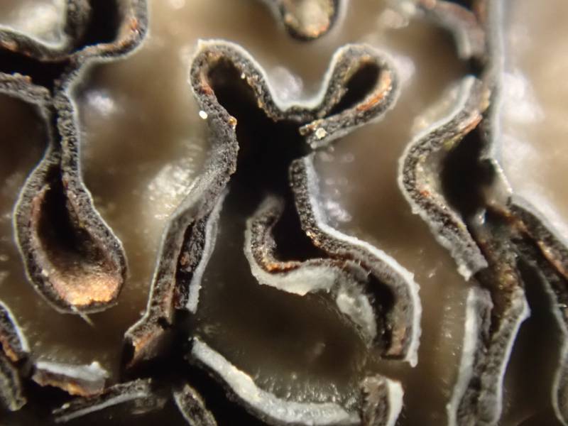 Colpoma (No Common Name)