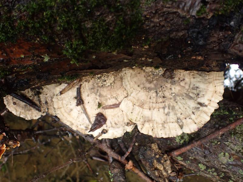 Latte Bracket (Cubamyces lactineus)