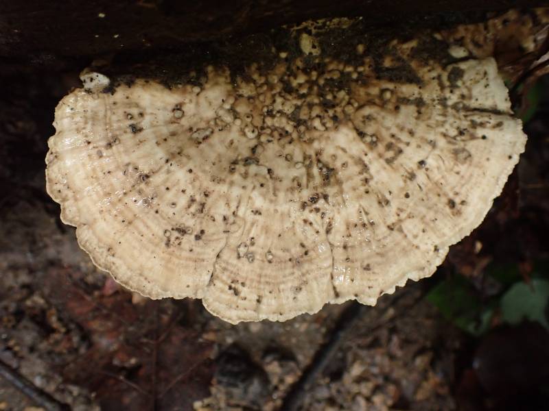 Latte Bracket (Cubamyces lactineus)