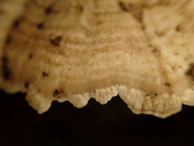 Latte Bracket (Cubamyces lactineus)