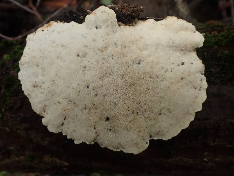 Latte Bracket (Cubamyces lactineus)