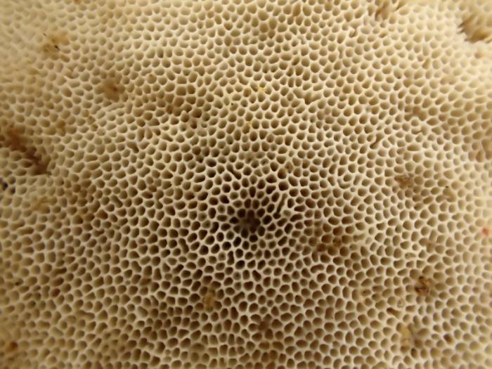 Latte Bracket (Cubamyces lactineus)