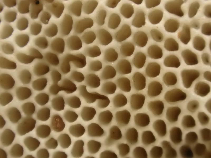 Latte Bracket (Cubamyces lactineus)