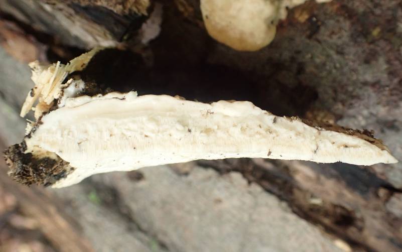 Latte Bracket (Cubamyces lactineus)