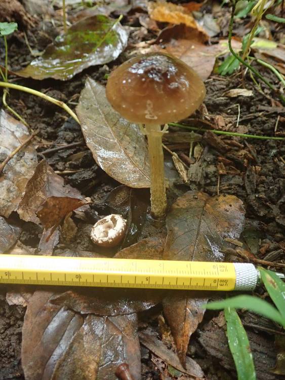 Dark Fieldcap (Cyclocybe erebia)