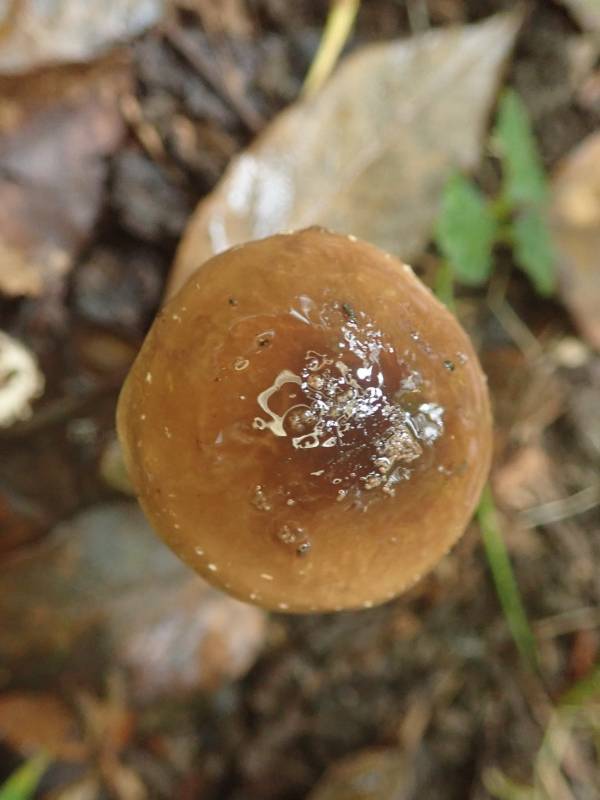 Dark Fieldcap (Cyclocybe erebia)