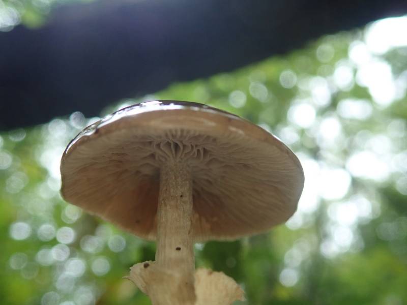 Dark Fieldcap (Cyclocybe erebia)