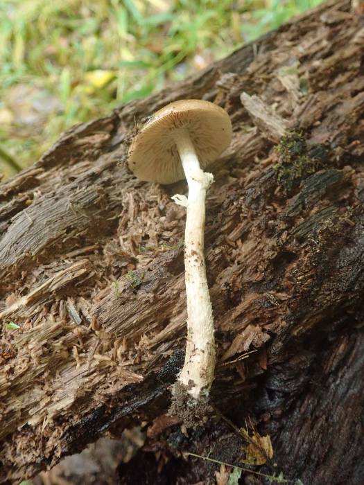 Dark Fieldcap (Cyclocybe erebia)