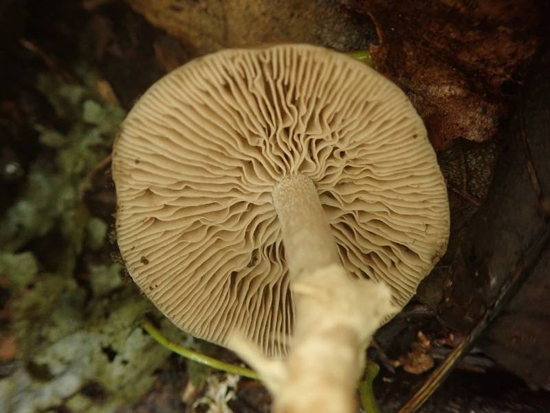 Dark Fieldcap (Cyclocybe erebia)