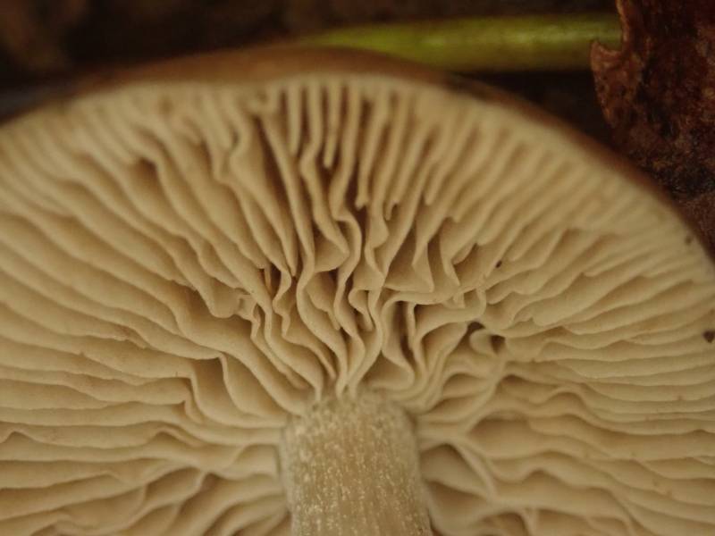 Dark Fieldcap (Cyclocybe erebia): Close-up of the gills