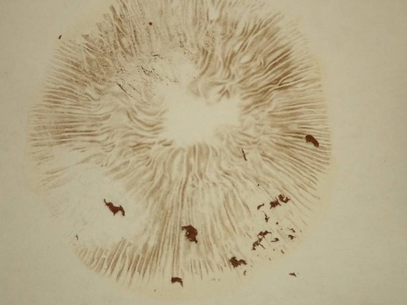 Dark Fieldcap (Cyclocybe erebia): Spore print.