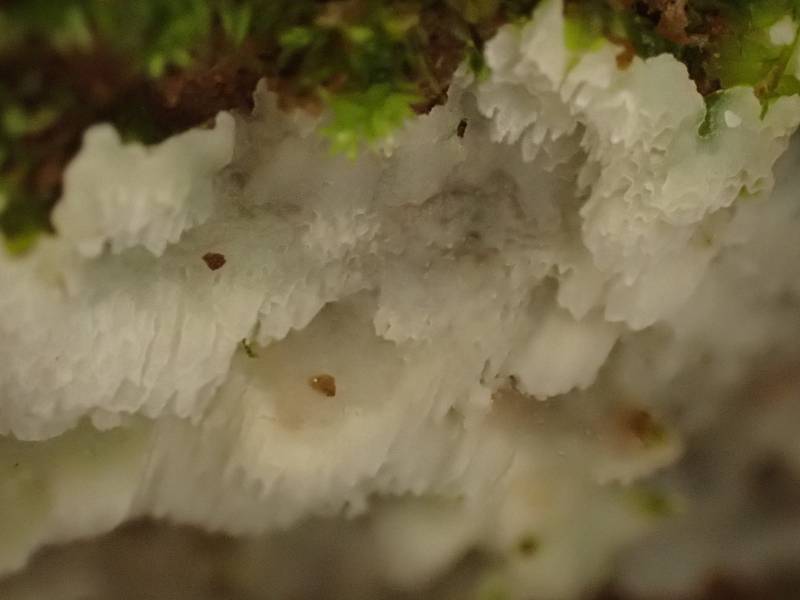 Yellow Porecrust (Daedalea xantha)