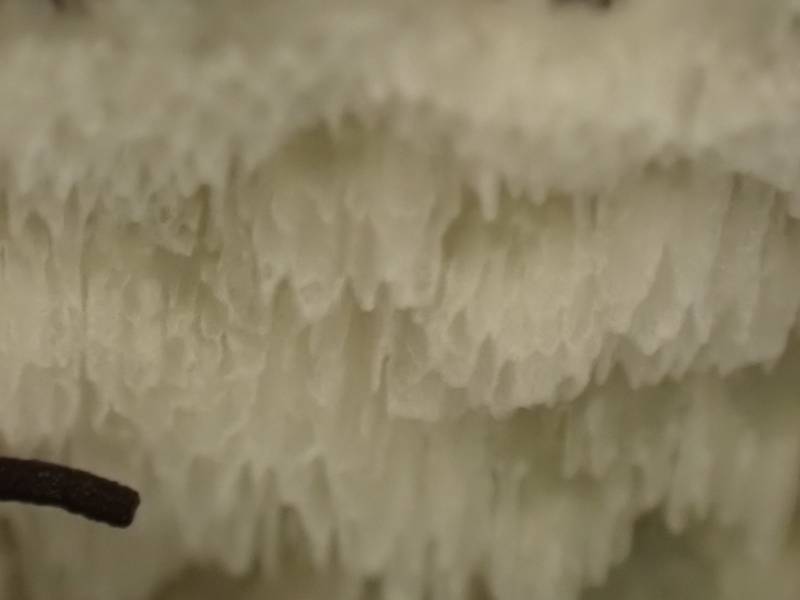 Yellow Porecrust (Daedalea xantha)