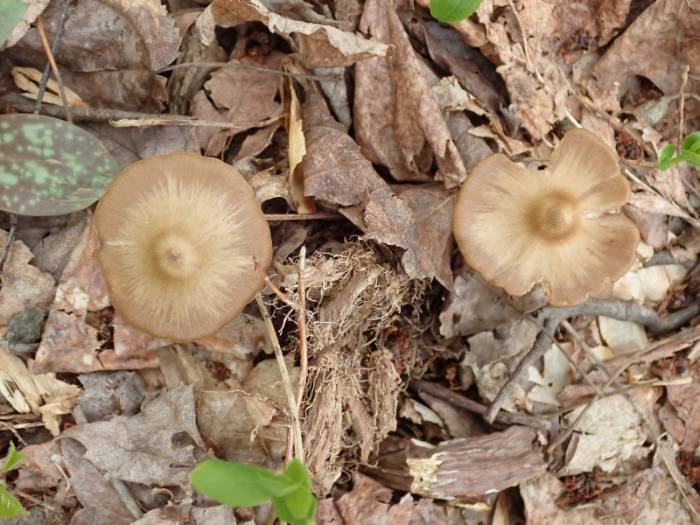 Straight-stalked Entoloma (Entoloma strictius)