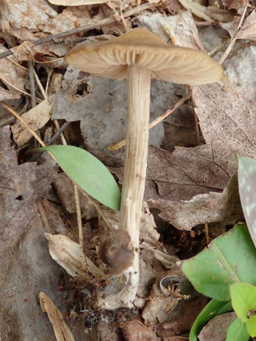 Straight-stalked Entoloma (Entoloma strictius)