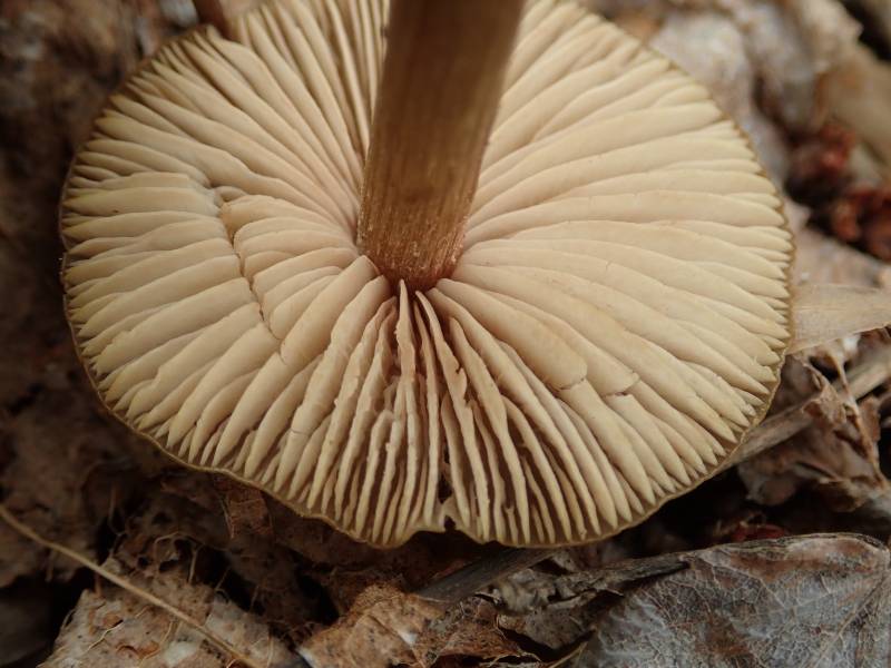 Straight-stalked Entoloma (Entoloma strictius)
