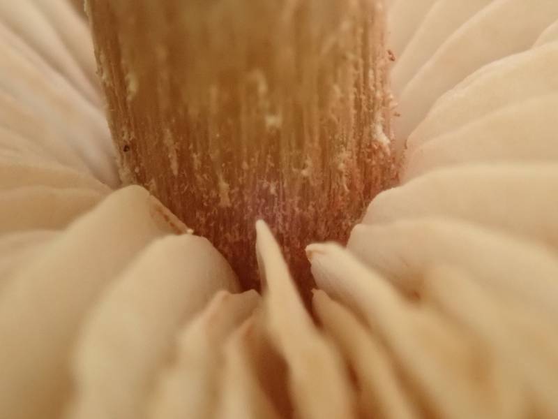 Straight-stalked Entoloma (Entoloma strictius)