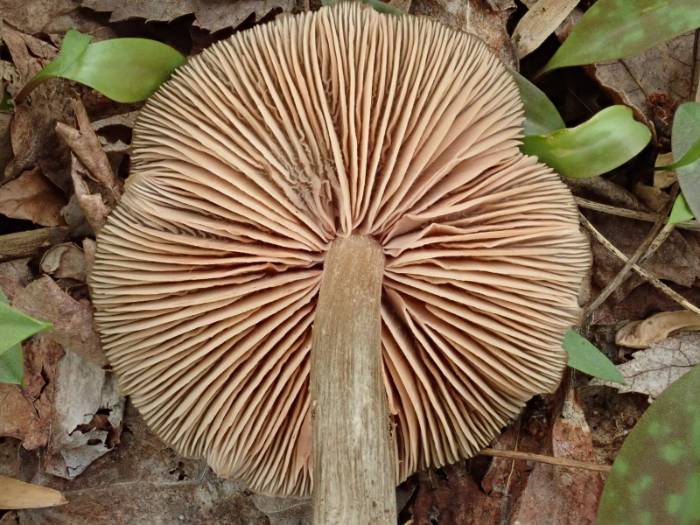 Straight-stalked Entoloma (Entoloma strictius)