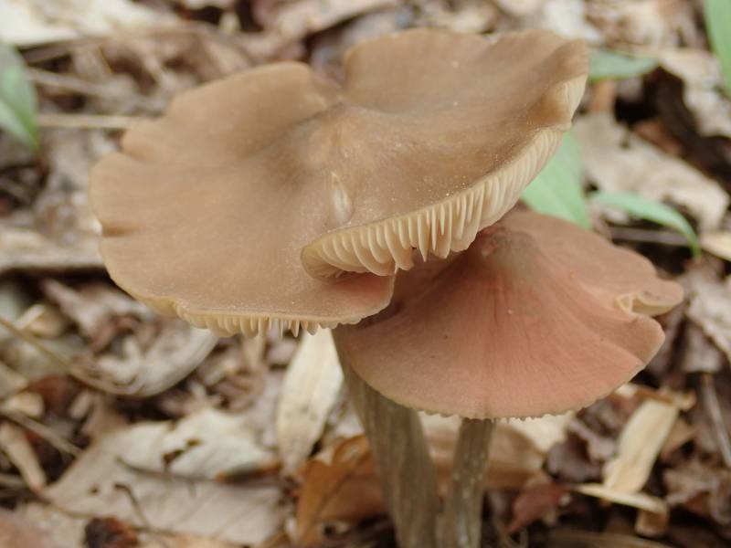 Straight-stalked Entoloma (Entoloma strictius)