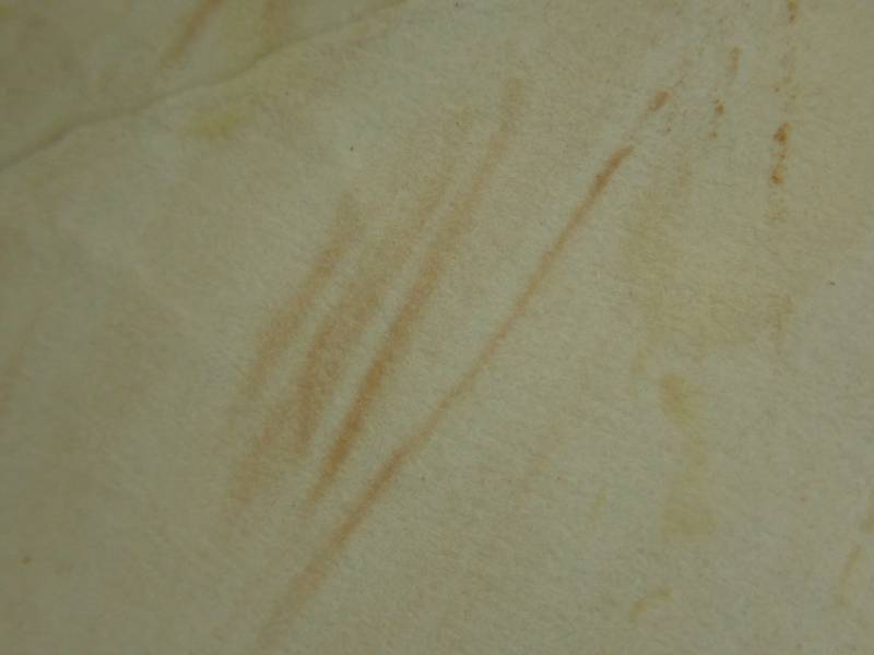 Straight-stalked Entoloma (Entoloma strictius)