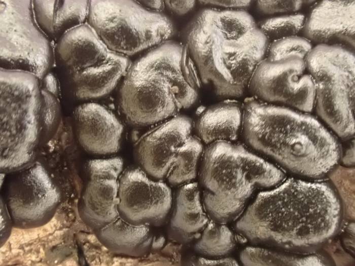 Warlock's Butter (Exidia nigricans)