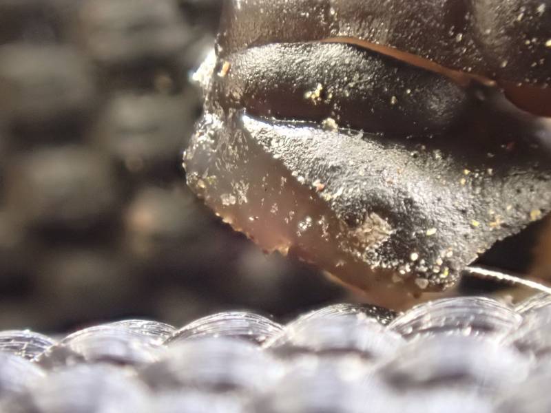 Warlock's Butter (Exidia nigricans)