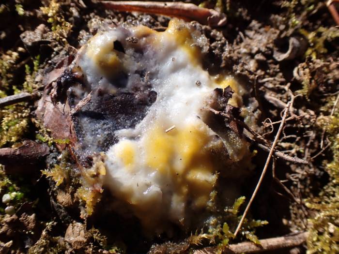 Deer Vomit (Fusicolla merismoides)