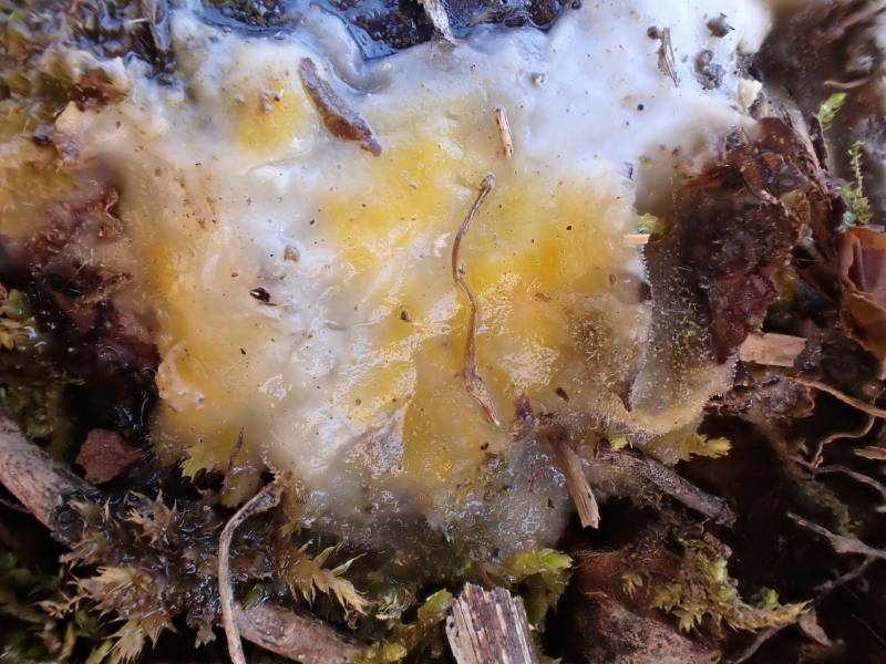 Deer Vomit (Fusicolla merismoides)