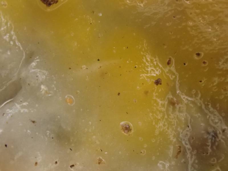 Deer Vomit (Fusicolla merismoides)