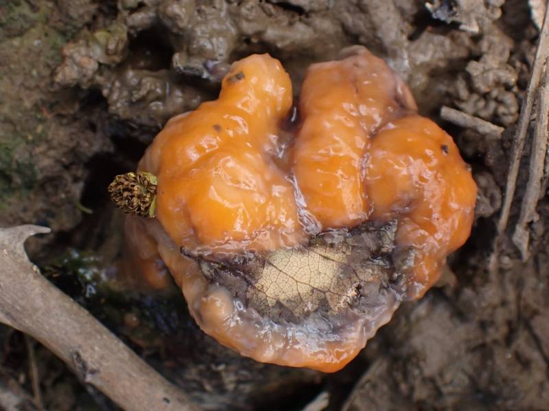 Deer Vomit (Fusicolla merismoides)