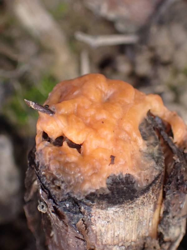 Deer Vomit (Fusicolla merismoides)