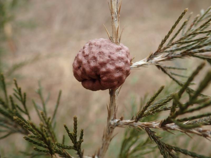 Cedar-Apple Rust (Gymnosporangium juniperi-virginianae)