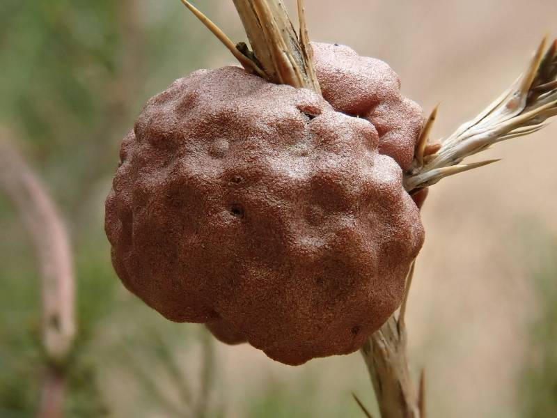 Cedar-Apple Rust (Gymnosporangium juniperi-virginianae)